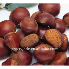 Chestnut chinês de alta qualidade e baixo preço